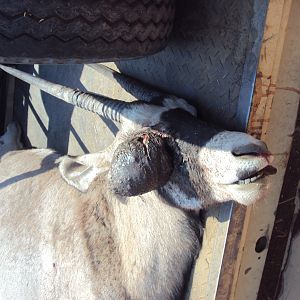 Gemsbok with huge growth on its' face