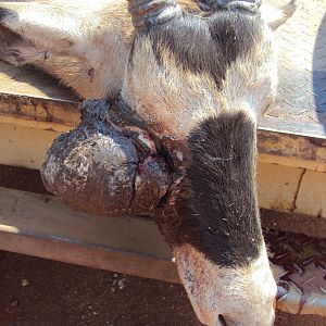 Gemsbok with huge growth on its' face