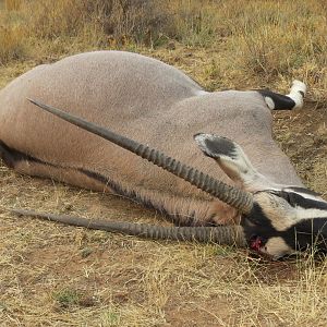 Gemsbok that died fighting!