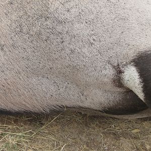 Gemsbok that died fighting!