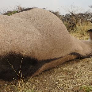 Gemsbok that died fighting!