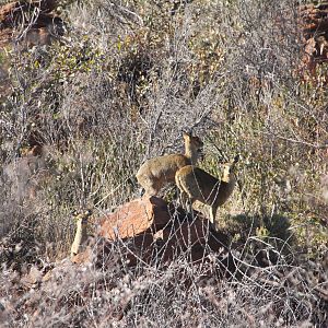 Waterberg National Park Namibia