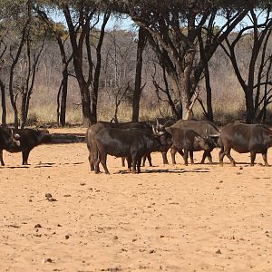 Cape Buffalo at Waterberg National Park Namibia