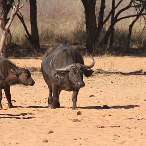 Cape Buffalo at Waterberg National Park Namibia