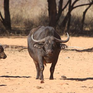 Cape Buffalo at Waterberg National Park Namibia