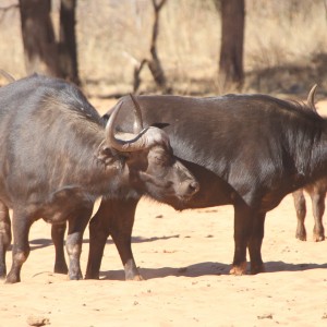 Cape Buffalo at Waterberg National Park Namibia