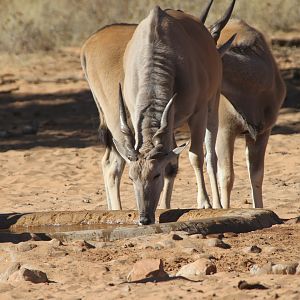 Cape Eland at Waterberg National Park Namibia