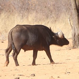 Cape Buffalo at Waterberg National Park Namibia