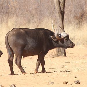 Cape Buffalo at Waterberg National Park Namibia