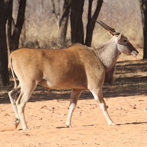 Cape Eland at Waterberg National Park Namibia