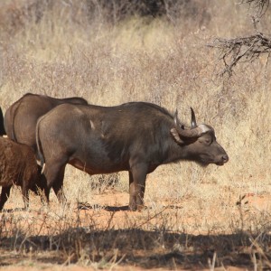 Cape Buffalo at Waterberg National Park Namibia