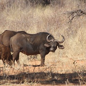 Cape Buffalo at Waterberg National Park Namibia