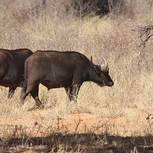 Cape Buffalo at Waterberg National Park Namibia