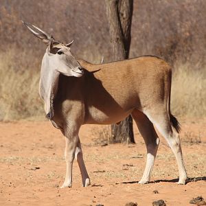 Cape Eland at Waterberg National Park Namibia