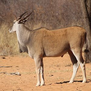 Cape Eland at Waterberg National Park Namibia