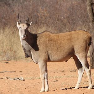 Cape Eland at Waterberg National Park Namibia