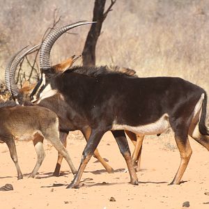 Sable Antelope at Waterberg National Park Namibia