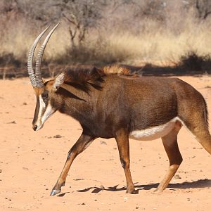 Sable Antelope at Waterberg National Park Namibia