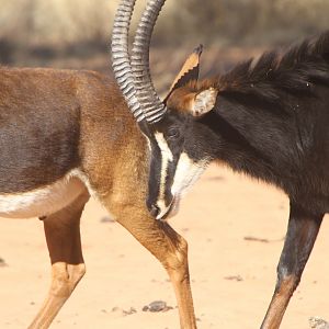 Sable Antelope at Waterberg National Park Namibia