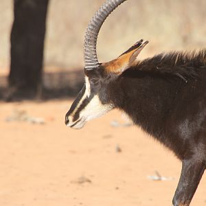 Sable Antelope at Waterberg National Park Namibia