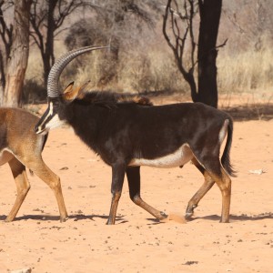 Sable Antelope at Waterberg National Park Namibia