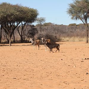 Sable Antelope at Waterberg National Park Namibia