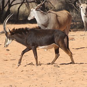 Sable Antelope at Waterberg National Park Namibia