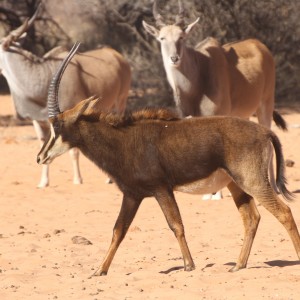 Sable Antelope at Waterberg National Park Namibia