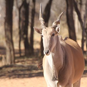 Cape Eland at Waterberg National Park Namibia