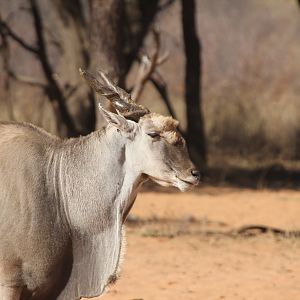 Cape Eland at Waterberg National Park Namibia