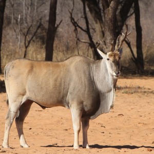 Cape Eland at Waterberg National Park Namibia