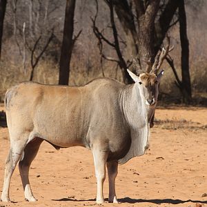 Cape Eland at Waterberg National Park Namibia