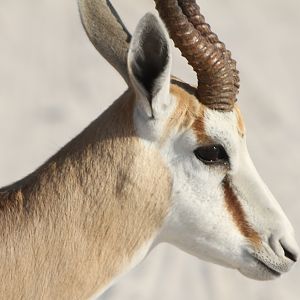 Springbok at Etosha National Park