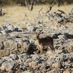 Black-Faced Impala at Etosha National Park