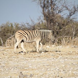 Zebra at Etosha National Park