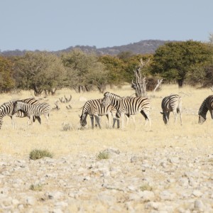 Zebra at Etosha National Park