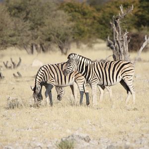 Zebra at Etosha National Park