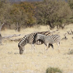 Zebra at Etosha National Park