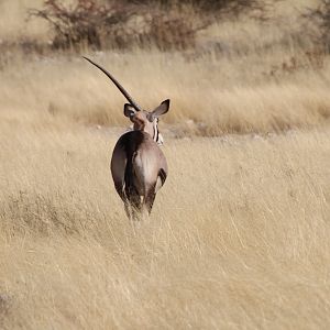 Gemsbok at Etosha National Park