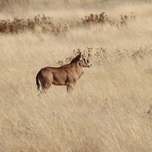 Young Gemsbok at Etosha National Park