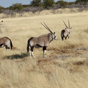 Gemsbok at Etosha National Park