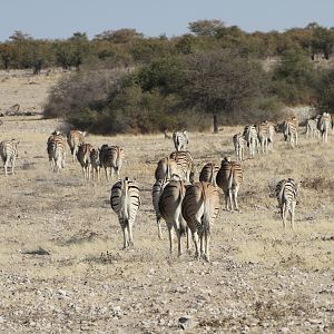 Zebra at Etosha National Park