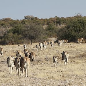 Zebra at Etosha National Park