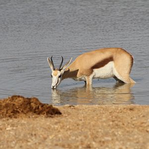 Springbok at Etosha National Park