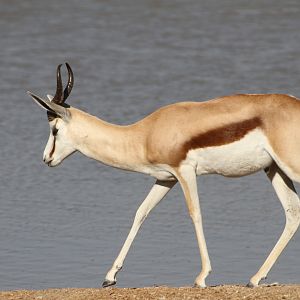 Springbok at Etosha National Park