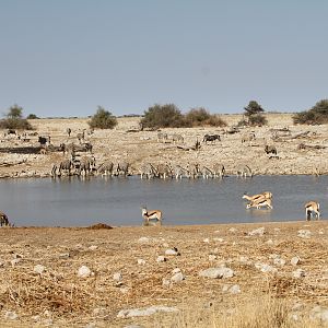 Etosha National Park