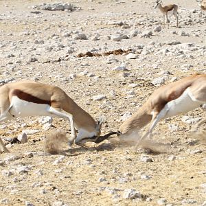 Springbok at Etosha National Park