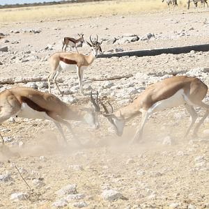 Springbok at Etosha National Park