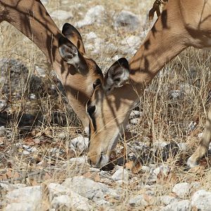 Black-Faced Impala at Etosha National Park