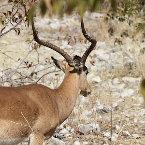 Black-Faced Impala at Etosha National Park